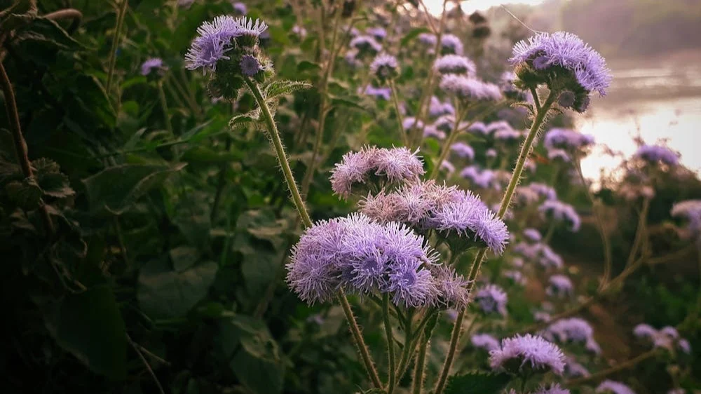 ¿Cómo cultivar agérato paso a paso?