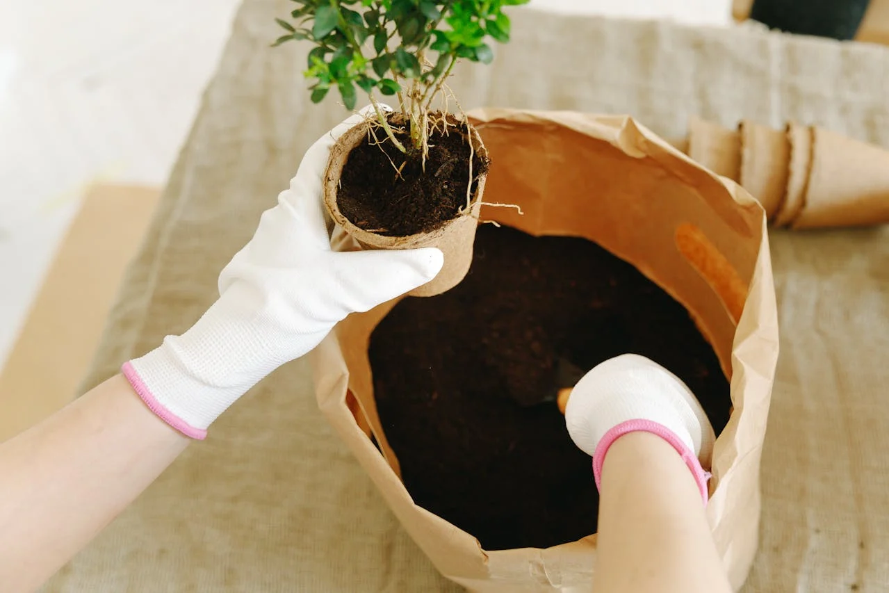 Ventajas de usar sustrato en plantas y cultivos