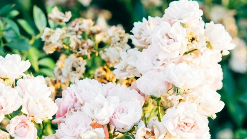 ¿Qué es un rosal?