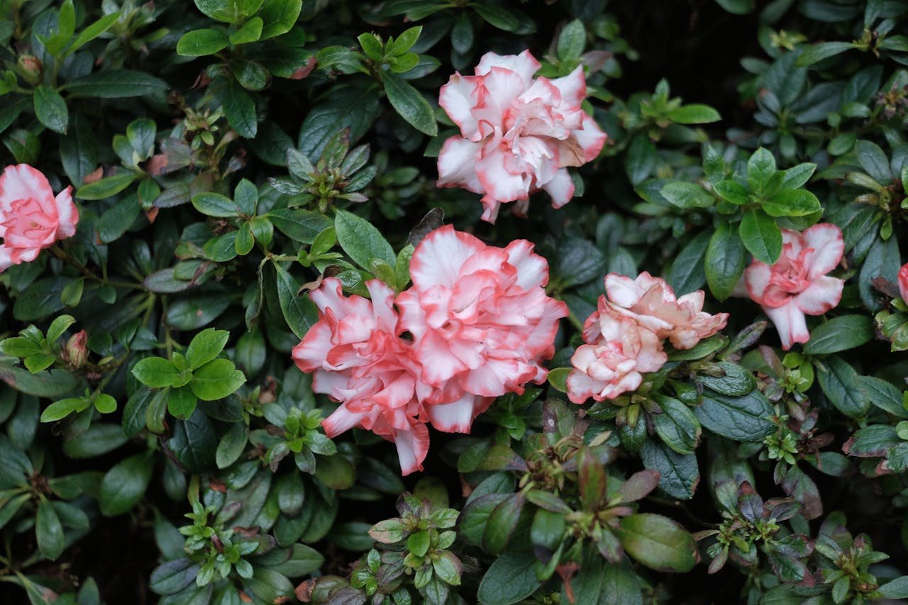 Azalea