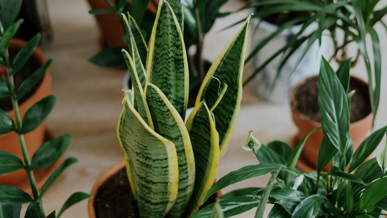 Sansevieria