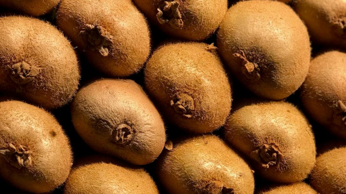 Comment planter un kiwi par bouturage ?