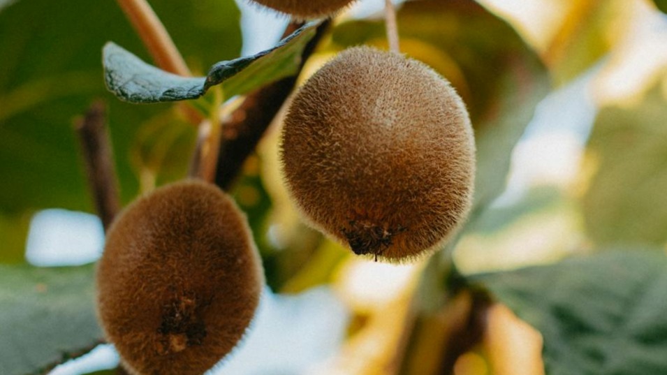 Emplacement approprié pour la plantation de kiwis