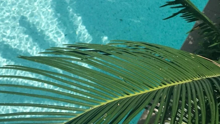 What is a palm tree?