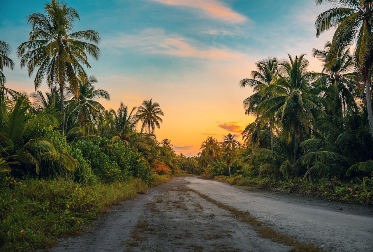What types of palm trees are there?