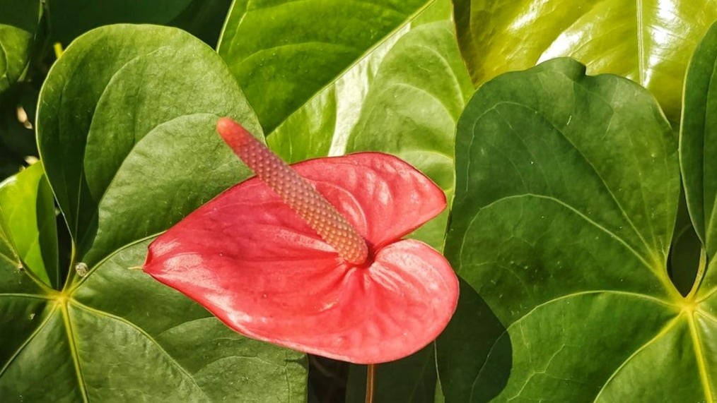 ¿Qué es el anthurium o anturio?