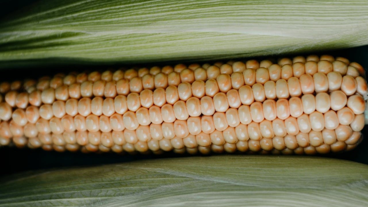 What is maize?