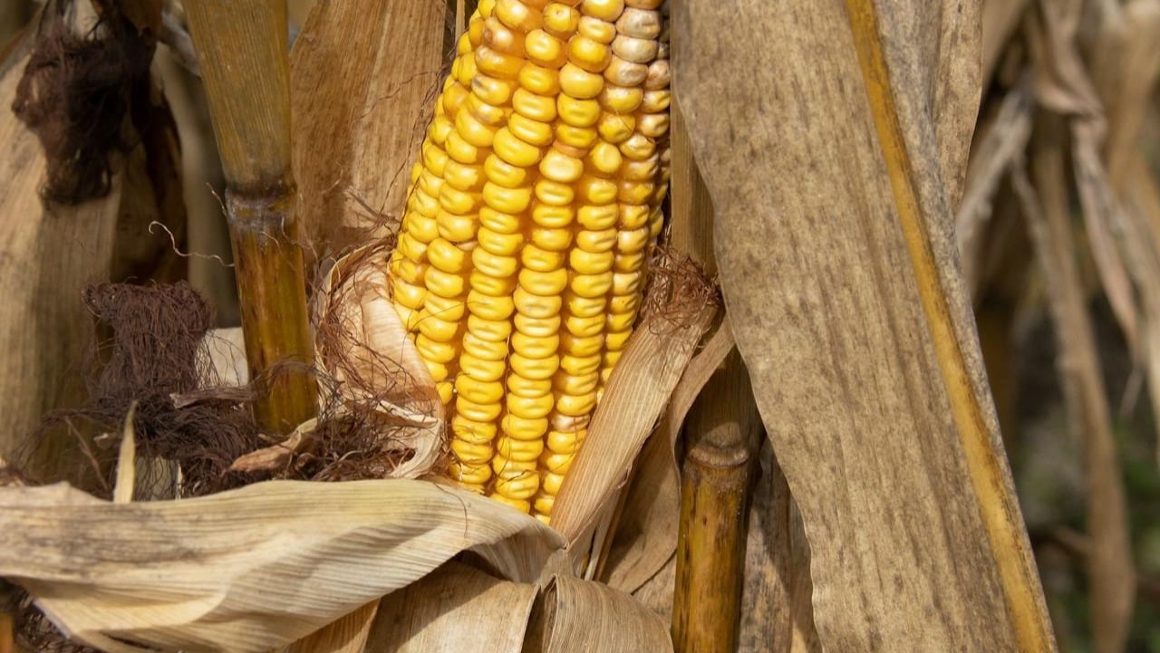 How to grow corn step by step?