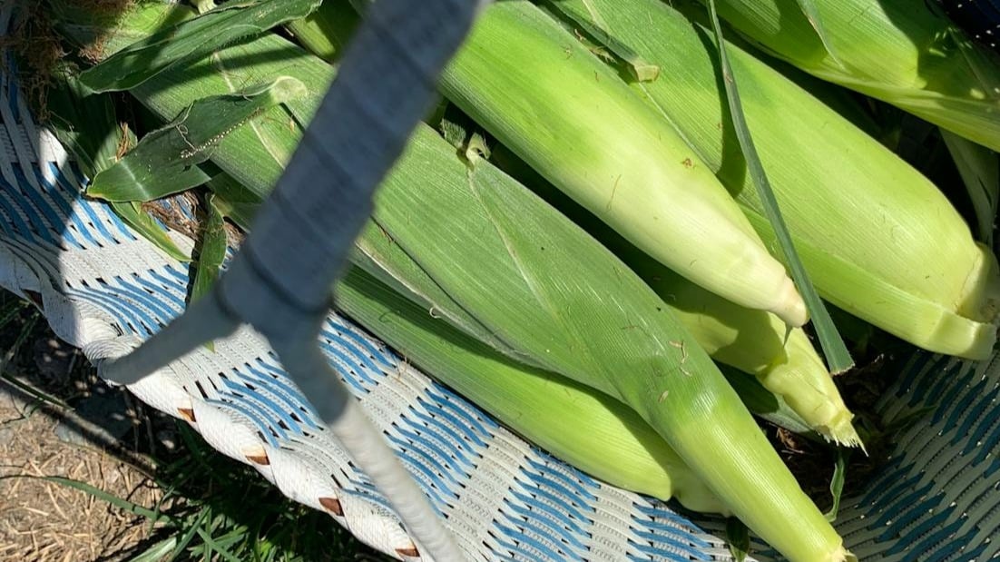 How to harvest corn crops?