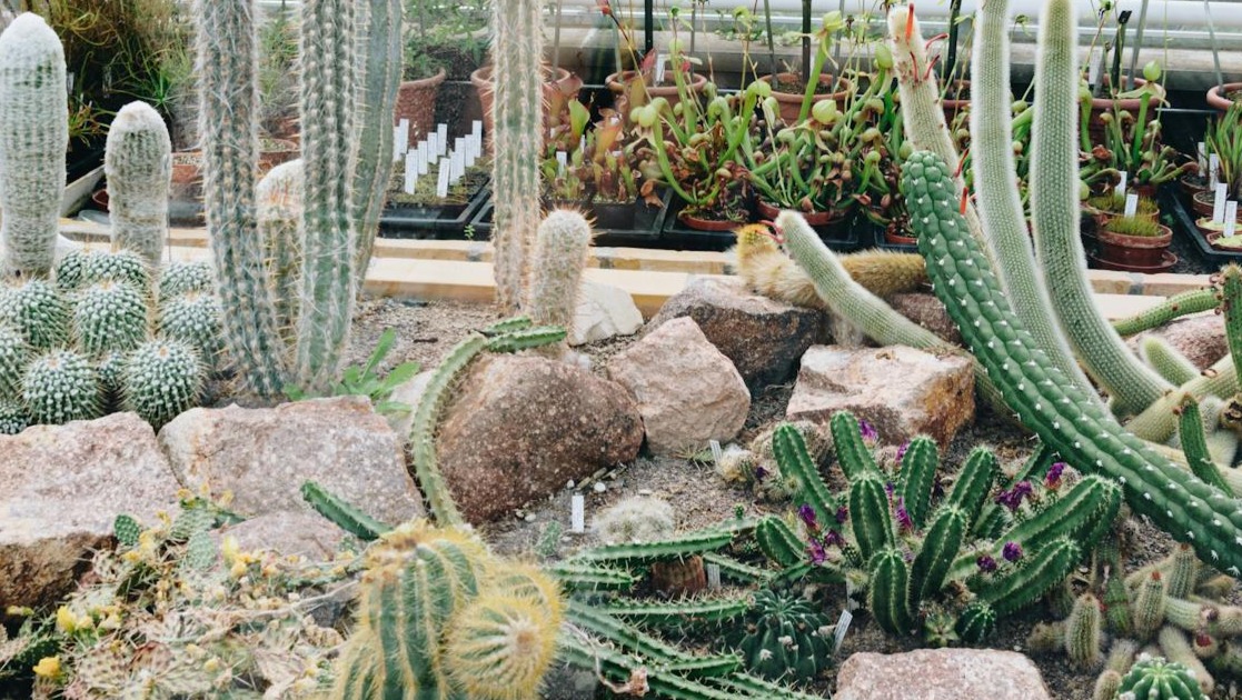¿Qué son los cactus?