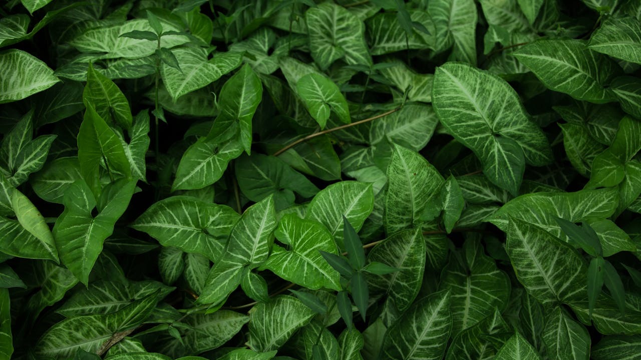 Leaves