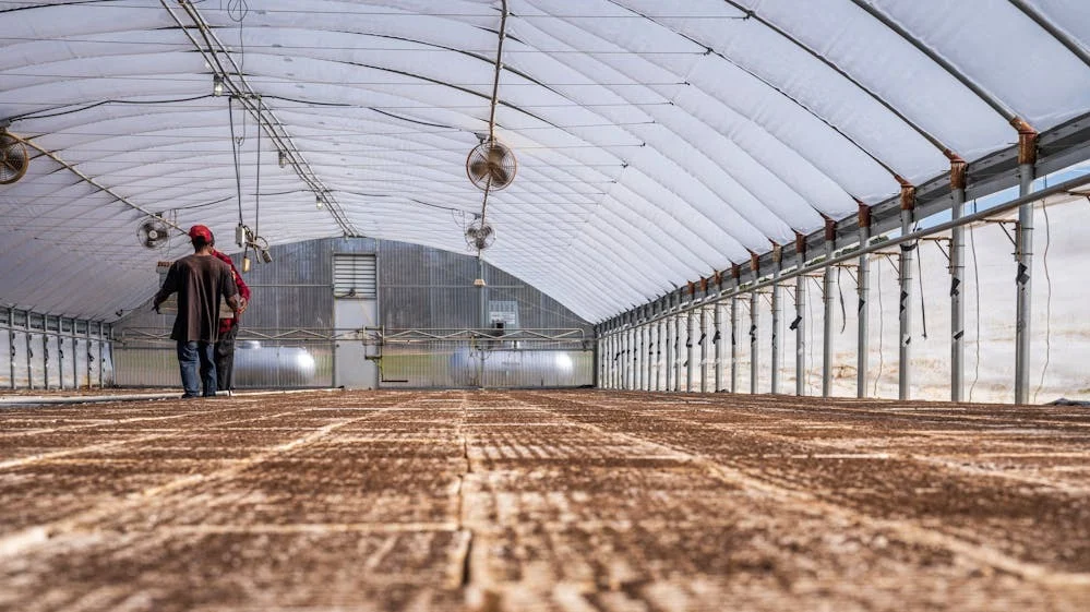 Best greenhouses for improving plant growth