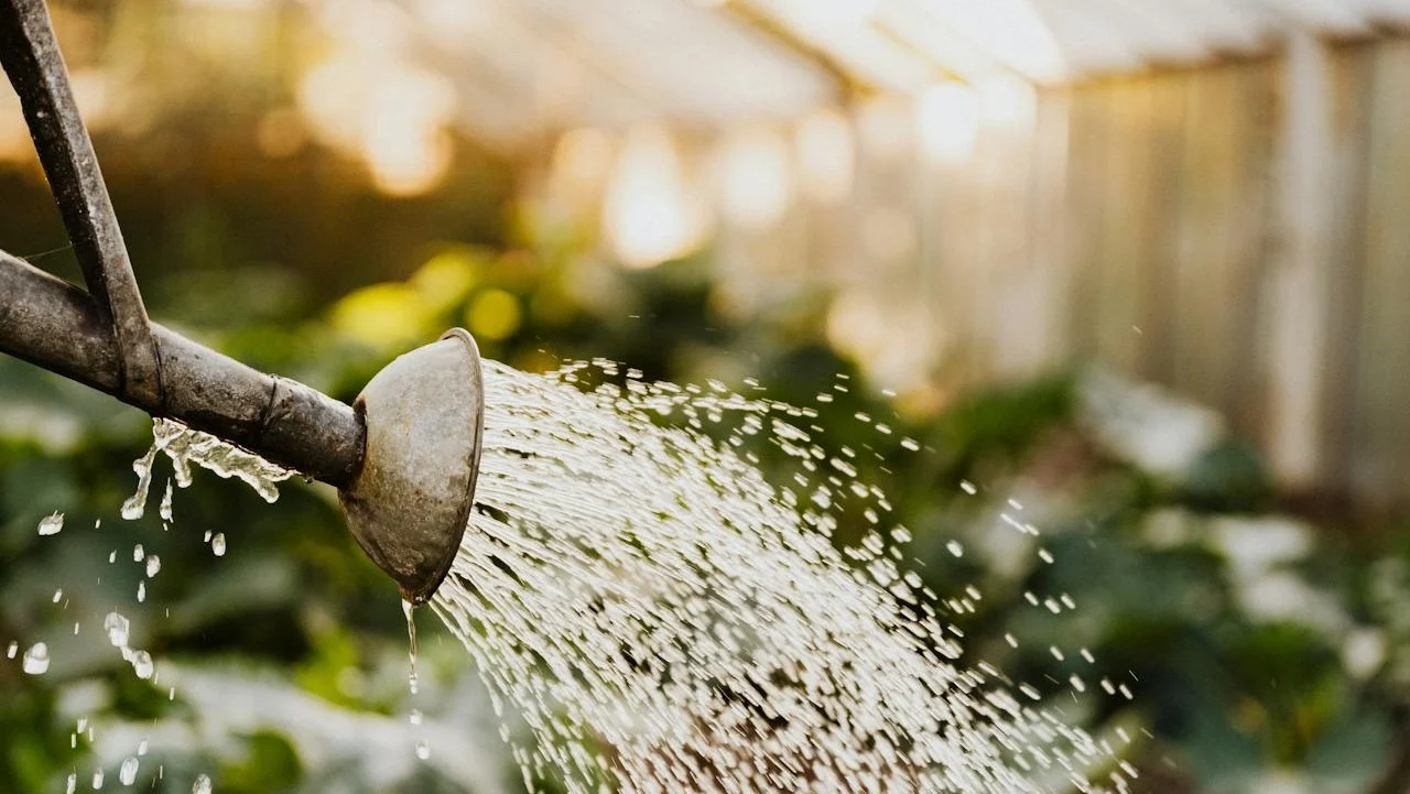 ¿Cómo cuidar la planta de la mostaza?