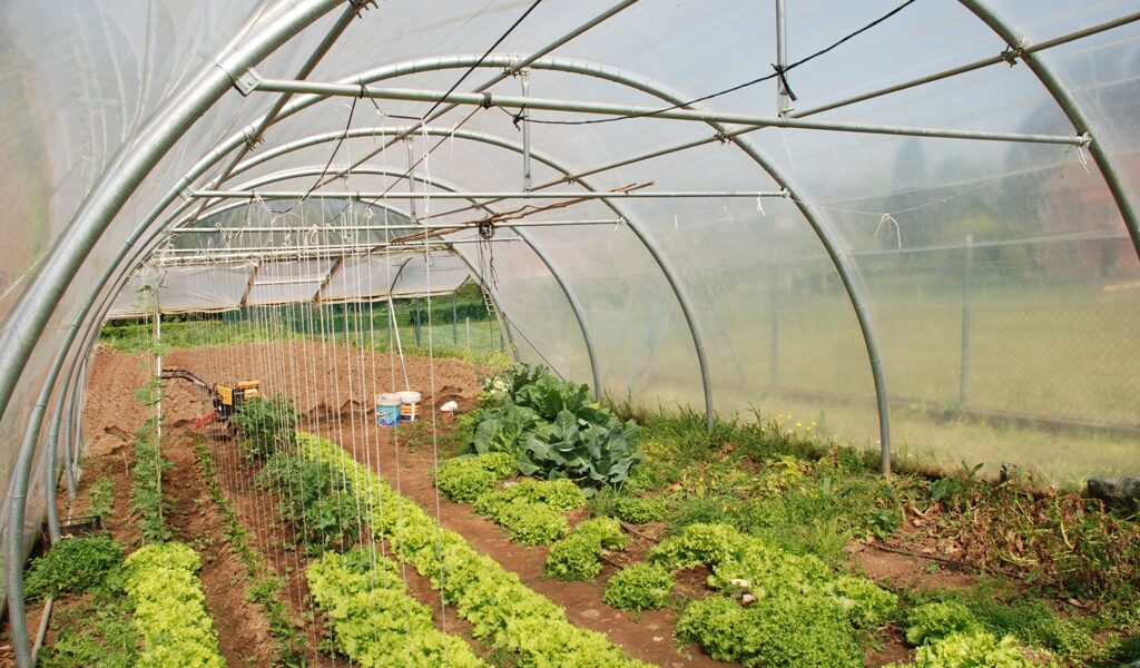 ¿Qué cultivar en un invernadero de jardín? 6 cultivos perfectos