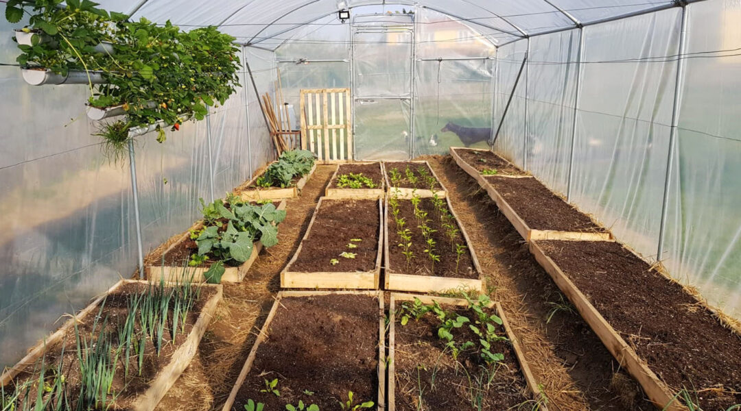 ¿Cómo distribuir tus cultivos en un invernadero de jardín?