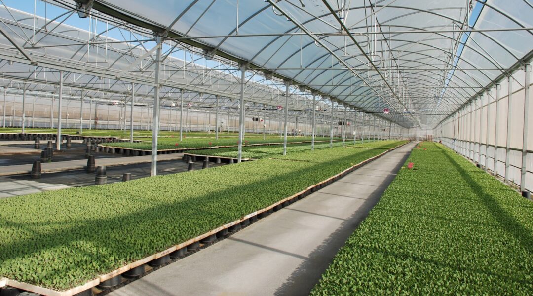 Invernadero semillero para germinación de cultivos