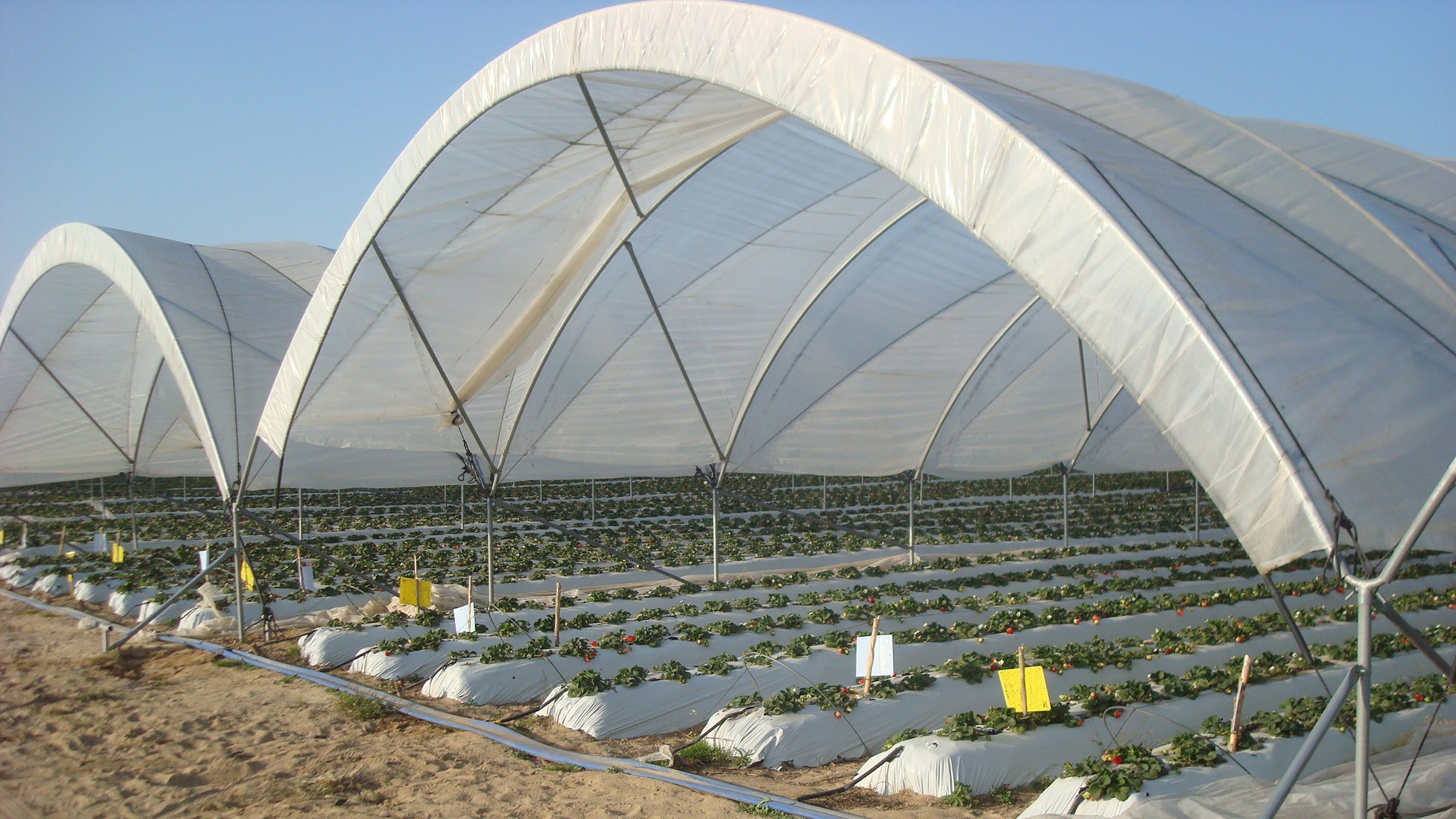 Invernadero para el cultivo de fresas macrotunel de Fertri