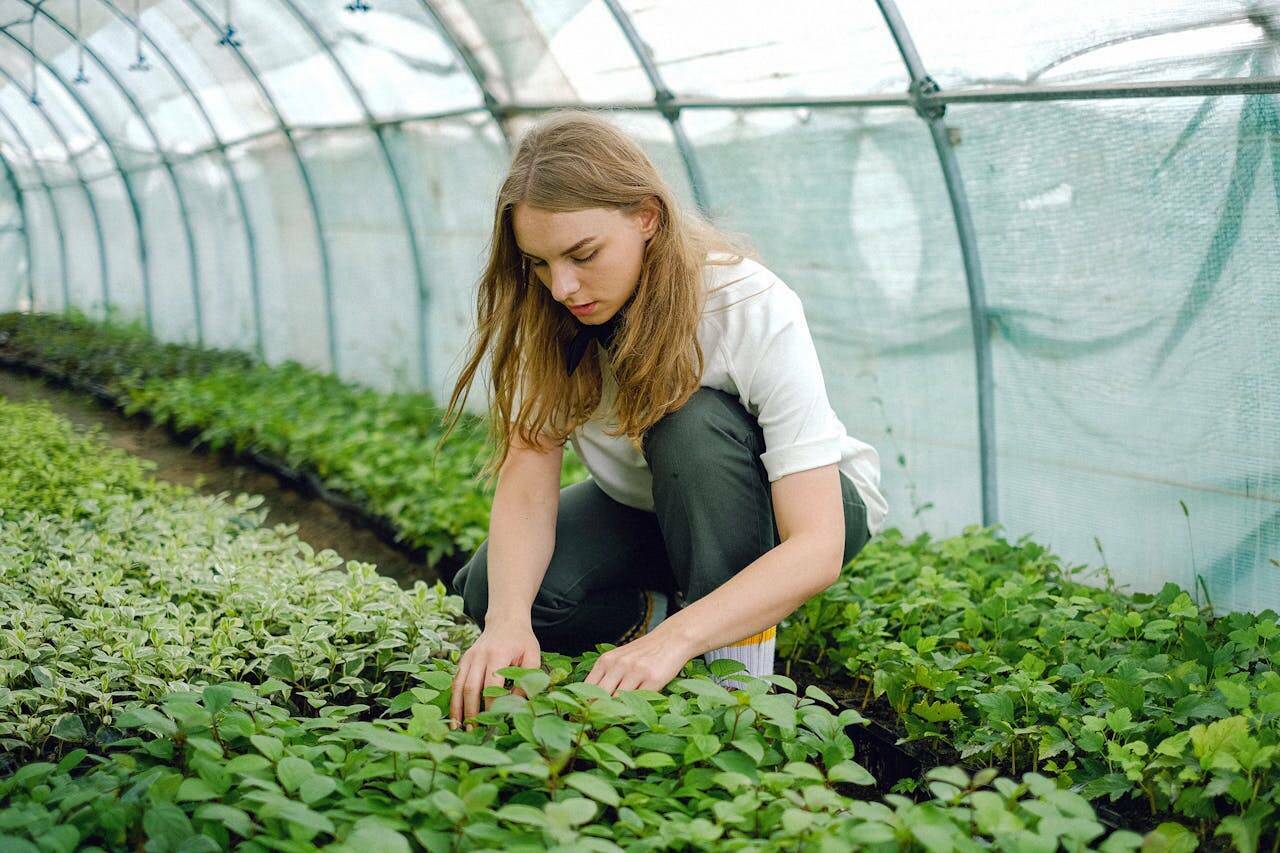O que são plantas aromáticas?