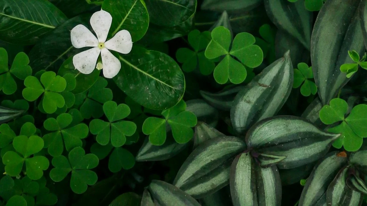 What is a shamrock?