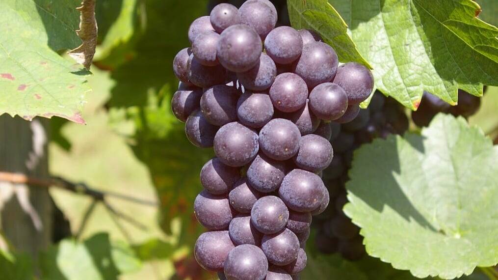How to plant grapes? Recommendations and tips for growing vines | Fertri  Invernaderos